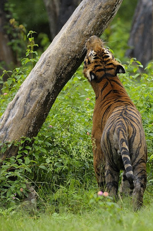 <p><span>A chemical signal left by an animal on a surface in its environment to communicate messages to other animals of the same species</span></p>