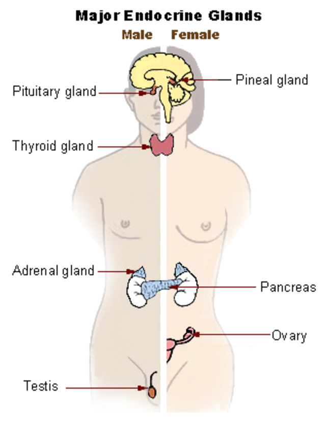<p>Glands with no ducts that are secreted directly into the bloodstream and have intracellular effects</p>