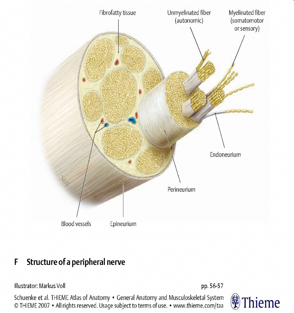 <p>perineurium </p>