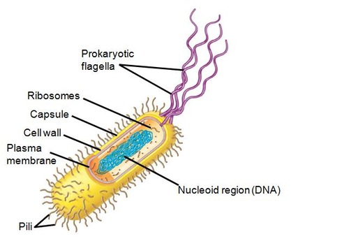 a non-membrane-enclosed region of the cell where prokaryotic DNA is found