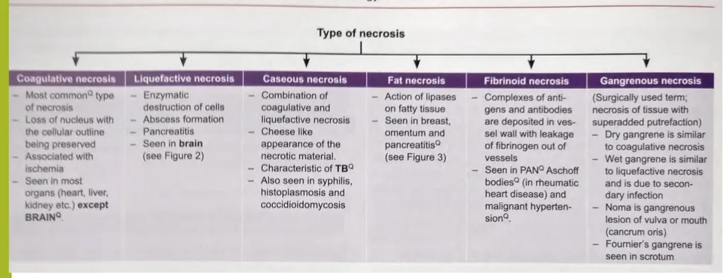 <p><strong><span>What type of necrosis develops in the spleen?</span></strong></p><p>a) liquefactive necrosis</p><ul><li><p>This is characteristic of brain tissue or abscesses where enzymatic digestion of dead cells occurs, leading to a liquefied appearance. It is not typical for the spleen</p></li></ul><p>b) caseous necrosis</p><ul><li><p>This is associated with granulomatous inflammation, especially in tuberculosis</p></li><li><p>While TB can affect the spleen (miliary TB), caseous necrosis is not the typical form of necrosis in the spleen</p></li></ul><p><strong>c) coagulative necrosis</strong></p><ul><li><p><strong><span>Coagulative necrosis</span></strong> is the primary type of necrosis observed in the spleen</p></li><li><p>This occurs because the spleen is a solid organ with a high vascular supply, and ischemic events (e.g., infarction due to arterial blockage) result in coagulative necrosis</p></li><li><p>The architecture of the tissue is preserved initially but becomes firm due to protein denaturation.</p></li></ul><p>d) fibrinoid necrosis</p><ul><li><p>This is seen in blood vessel walls during immune-mediated diseases (e.g., vasculitis) and is not a characteristic type of necrosis in the spleen itself</p></li></ul><p></p>
