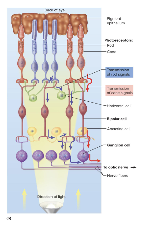<ol><li><p>When bipolar cells detect fluctuations in light intensity, they stimulate ganglion cells directly or indirectly</p></li><li><p>Ganglion cells respond to the bipolar cells with rising and falling firing frequencies</p><ul><li><p>ganglion cells are only retinal cells that produce action potentials</p></li></ul></li><li><p>Using the optic nerve, these changes provide visual signals to the brain</p></li></ol><p></p>
