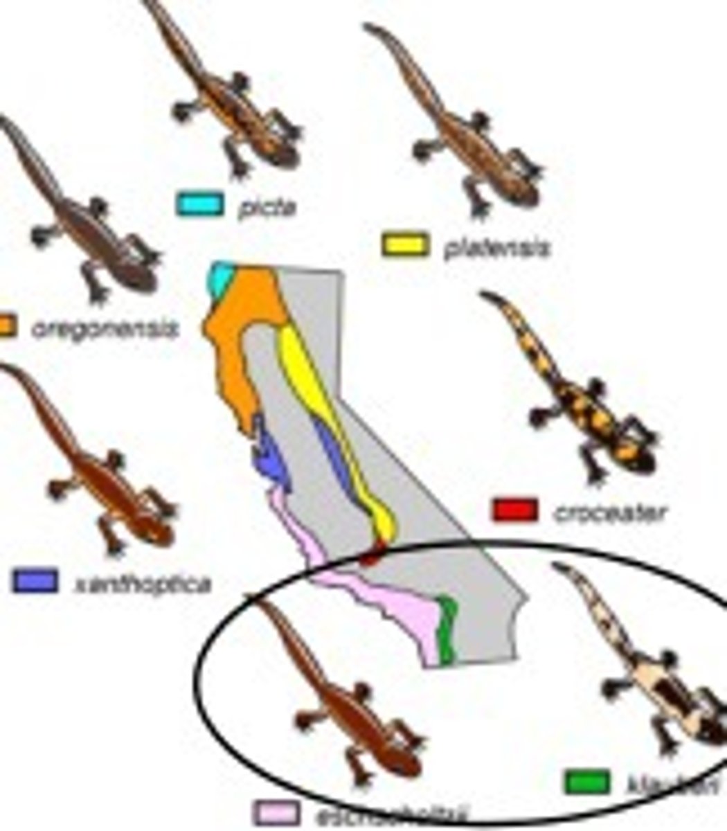 <p>connected by a series of intermediate geographical and structural subspecies between which interbreeding can occur</p>