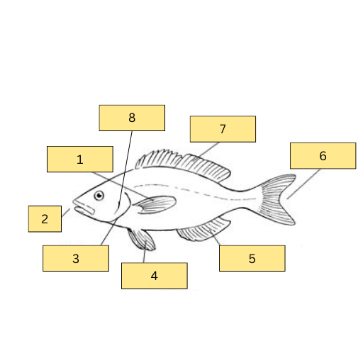 <p>Name labels 1-8</p>