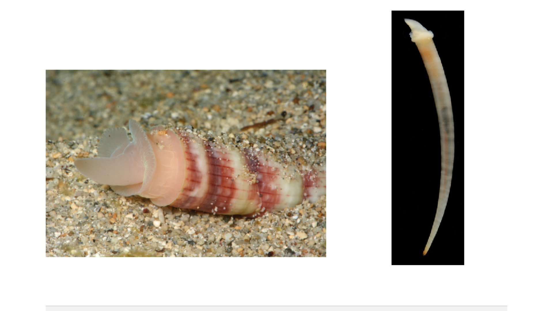 <p>What mollusk class is this?</p>