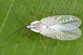 <p>Bugs with wings that look like they’re made of lace.&nbsp;Class Insecta, Order Hemiptera, called lace bugs</p>