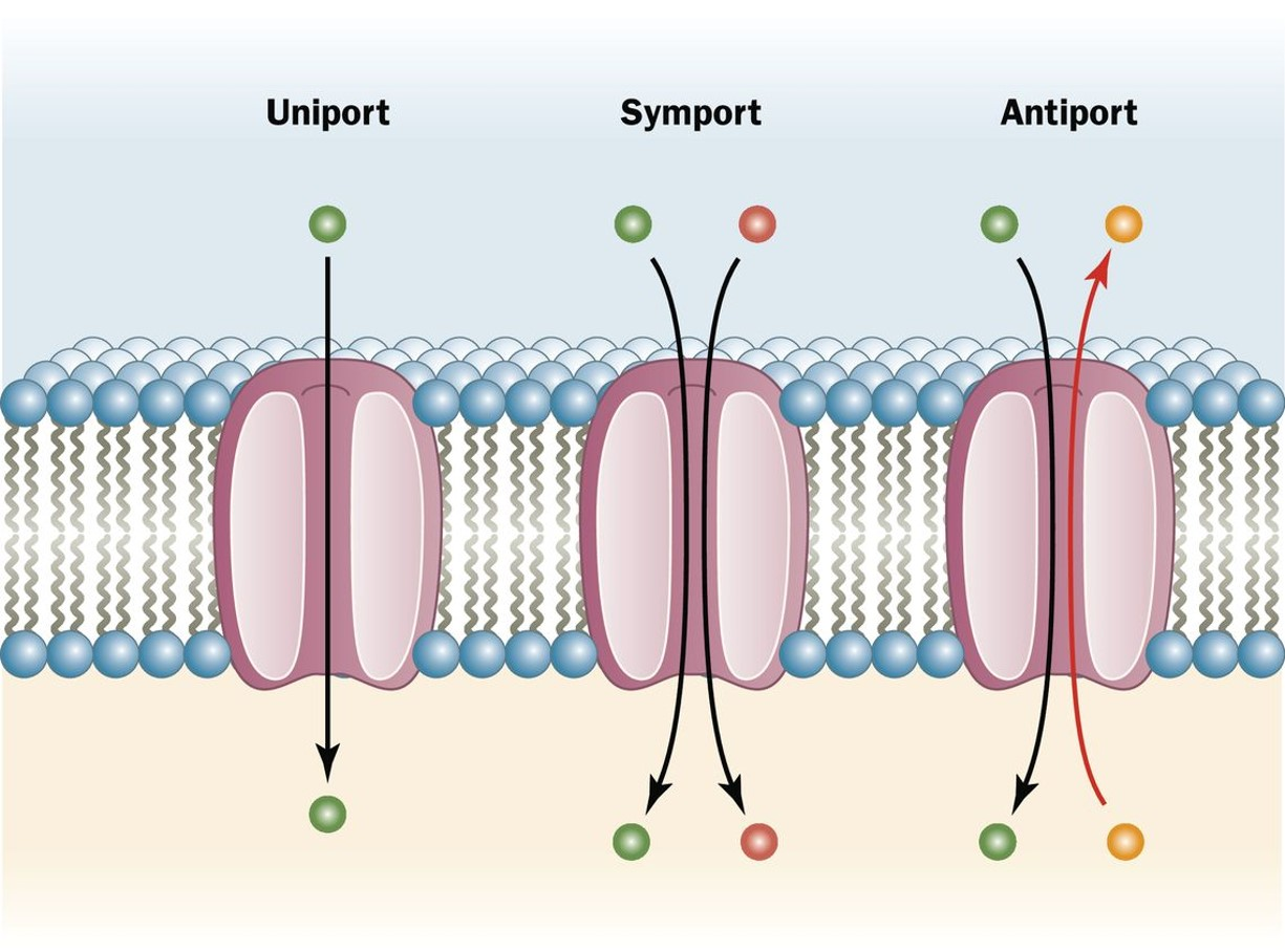 <ol><li><p>U<strong>niports</strong> (one substance is translocated)</p></li><li><p><strong>Symports</strong> (two substances are simultaneously transported in the same direction)</p></li><li><p><strong>Antiports </strong>(two substances are simultaneously transported in the opposite direction)</p></li></ol>