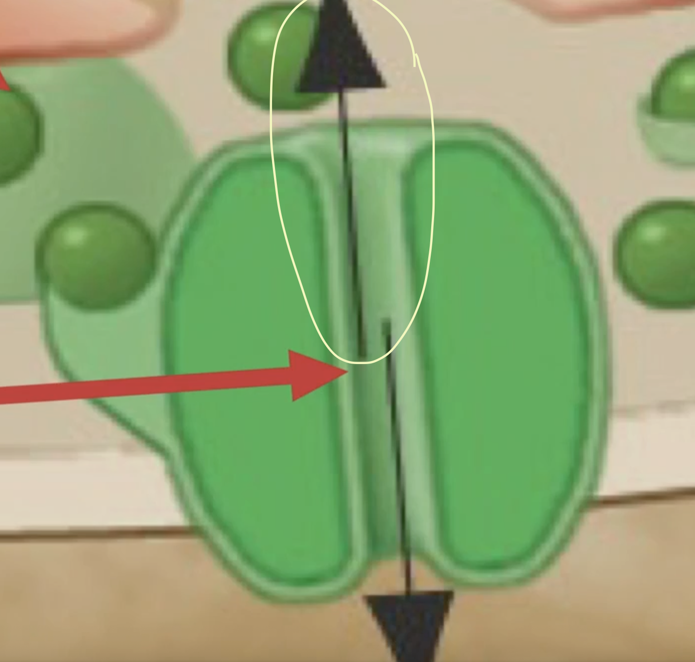 <p>What does this arrow of the receptor do?</p>
