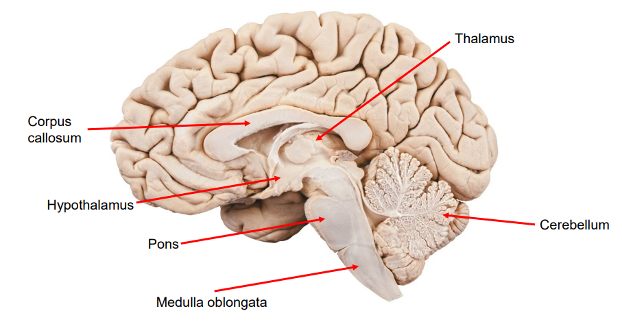 <ol><li><p><strong>Cerebellum: </strong>Balance, posture, and fine motor movement.</p><p></p></li><li><p><strong>Hypothalamus: </strong>Homeostasis and links the Nervous System and Endocrine System via the Pituitary Gland.</p><p></p></li><li><p><strong>Pons: </strong>Breathing regulation and communication between the cerebrum and cerebellum.</p><p></p></li><li><p><strong>Medulla Oblongata: </strong>Vital automatic functions (e.g., heart rate, breathing).</p><p></p></li><li><p><strong>Corpus Callosum: </strong>Thick band of fibres that connect the left and right cerebral hemispheres.</p><p></p></li><li><p><strong>Thalamus: </strong>Sends sensory signals to the right areas of the cerebral cortex.</p></li></ol><p></p>