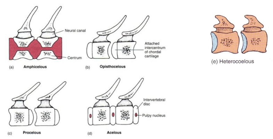 <ol><li><p>amphicelous</p><ul><li><p>some amphibs and squamates</p></li><li><p>concave at ends</p></li></ul></li><li><p>opisthocelous</p><ul><li><p>concave at posterior</p></li><li><p>salamanders</p></li><li><p>improved flexibility</p></li></ul></li><li><p>procelous</p><ul><li><p>concave at anterior</p></li><li><p>frogs/toads and most sauropsids</p></li><li><p>increased flexibility</p></li></ul></li><li><p>acelous</p><ul><li><p>not concave</p></li><li><p>w/ intervertebral disks in between</p></li><li><p>mammals</p></li><li><p>helps to distribute weight evenly</p></li></ul></li><li><p>heterocoelous</p></li></ol><p></p>