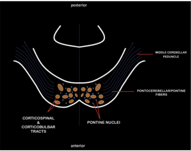 <p>Middle Cerebellar Peduncle</p>