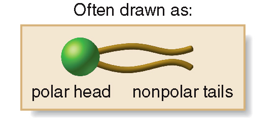 <ul><li><p>Phospholipids, the major component of cell membranes, contain a hydrophilic polar head and two hydrophobic nonpolar tail, which is often drawn as shown in the picture below.</p></li><li><p>cell membranes are composed of two adjacent layers of phospholipids called phospholipid bilayers.</p></li><li><p>When phospholipids are mixed with water, they assemble in such a way that the hydrophobic (water-not liking) or nonpolar tails are towards the interior of the bilayer and the hydrophilic (water-liking) or polar heads are towards the exterior of the bilayer as seen in the diagram below.</p></li></ul><p></p><ul><li><p>Alongside the phospholipids, the cell membrane also has other molecules like proteins, carbohydrates and cholesterol embedded in the lipid bilayer.</p></li></ul><p></p>