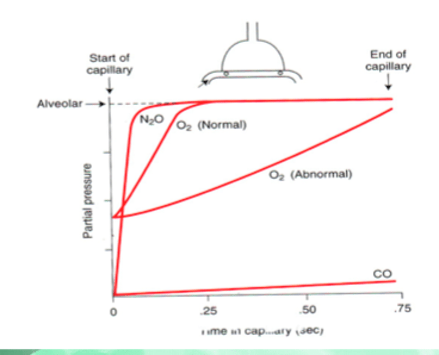 <p>-Carbon monoxide is diffusion limited (does not equilibrate)</p><p>-Nitrous oxide is perfusion limited</p><p>-O2 and CO2 are perfusion limited (equilibrate with alveoli ~1/3 of the way)</p><p>-Fast O2 equilibration is due to 75% Hb saturation in mixed venous return; large P_AO2 and P_aO2 gradient; high D_L (compared to CO) because O2 binds to Hb faster (higher θ)</p><p>-Total transit time of blood ~0.75 seconds; to get more O2 in blood, increase blood flow (more O2 in blood per unit time)</p>