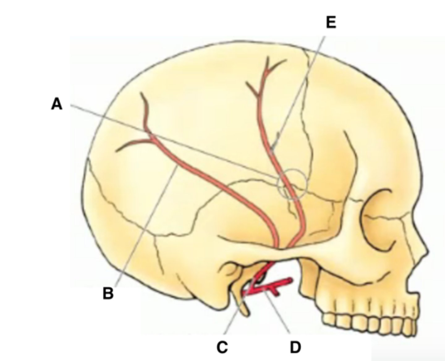 <p>supplies the meninges of the anterior cranial fossa</p>