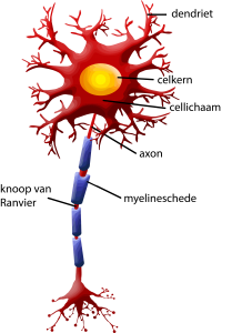motorische neuron