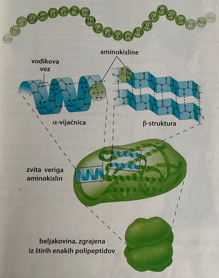 <ul><li><p>Primarna zgradba: število in zaporedje AK, od katerega je odvisno zvijanje in gubanje v prostoru.</p></li><li><p>Sekundarna zgradba: lokalni gradbeni vzorci, odvisni od primarne zgradbe. Poznamo 2 tipa: 1 <span>α-vijačnica 2 β-struktura</span></p></li><li><p><span>Terciarna zgradba: specifična prostorska (3D) oblika, ki jo oblikujejo sile med radikali AK in interakcije med AK in vodo. Poznamo 2 tipa: 1 kroglasta terciarna struktura 2 nitasta terciarna struktura</span></p></li><li><p><span>Kvartarna zgradba: povezane podenote (verige AK), ki so povezane s šibkimi vezmi. Imajo jo le beljakovine z 2 ali več podenotami.</span></p></li></ul>