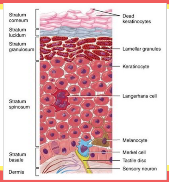 <ul><li><p>Stratum corneum</p></li><li><p>Stratum lucidum</p></li><li><p>Stratum granulosum</p></li><li><p>Stratum spinosum</p></li><li><p>Stratum germinativum or stratum basale</p></li></ul><p></p>