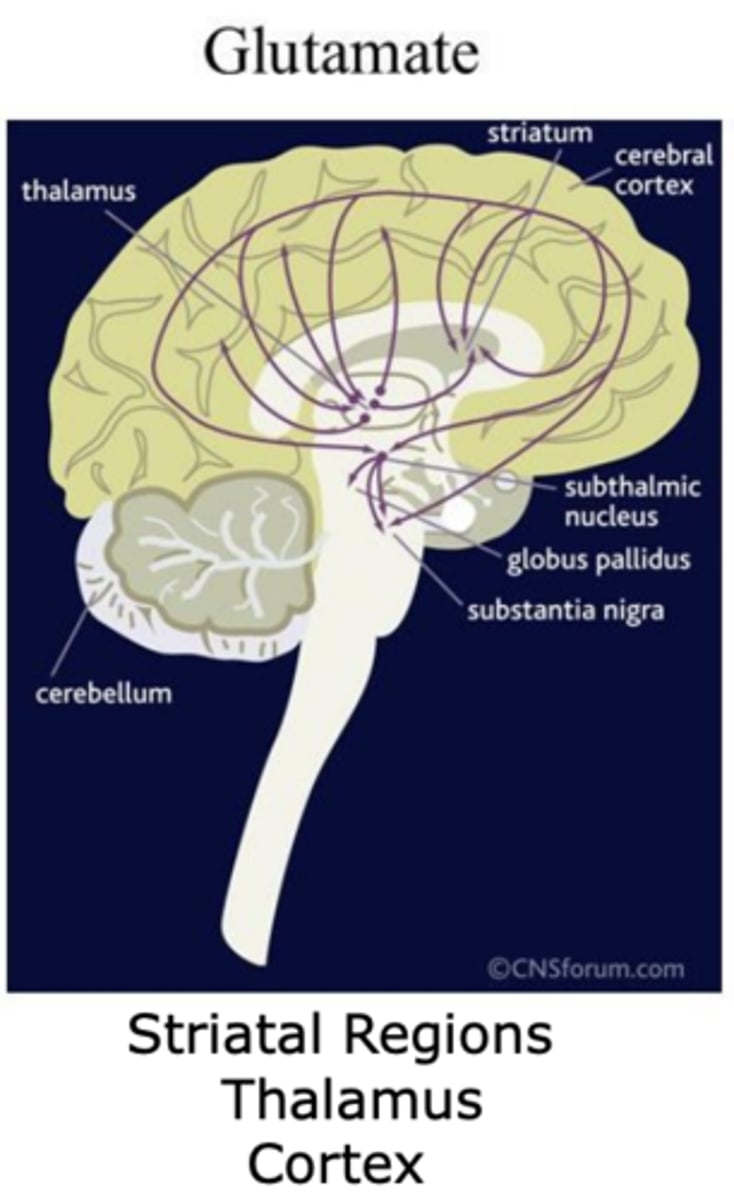 <p>- Striatal regions</p><p>- Thalamus</p><p>- Cortex</p>