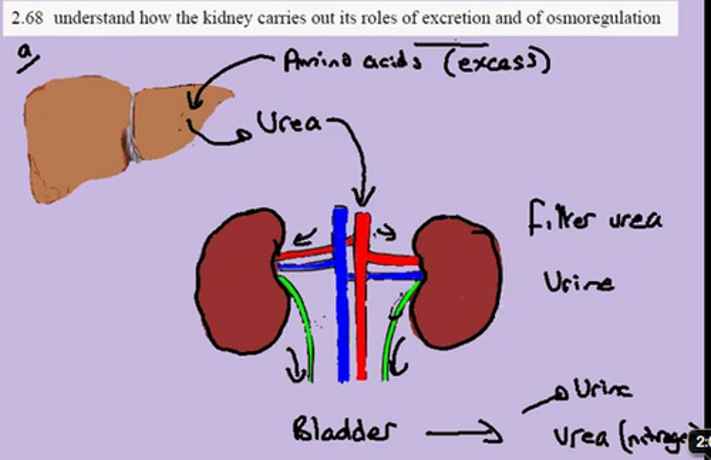 <p>(D) Kidney</p><p>The NH3 will travel to the Kidney and get excreted as Urea.</p>