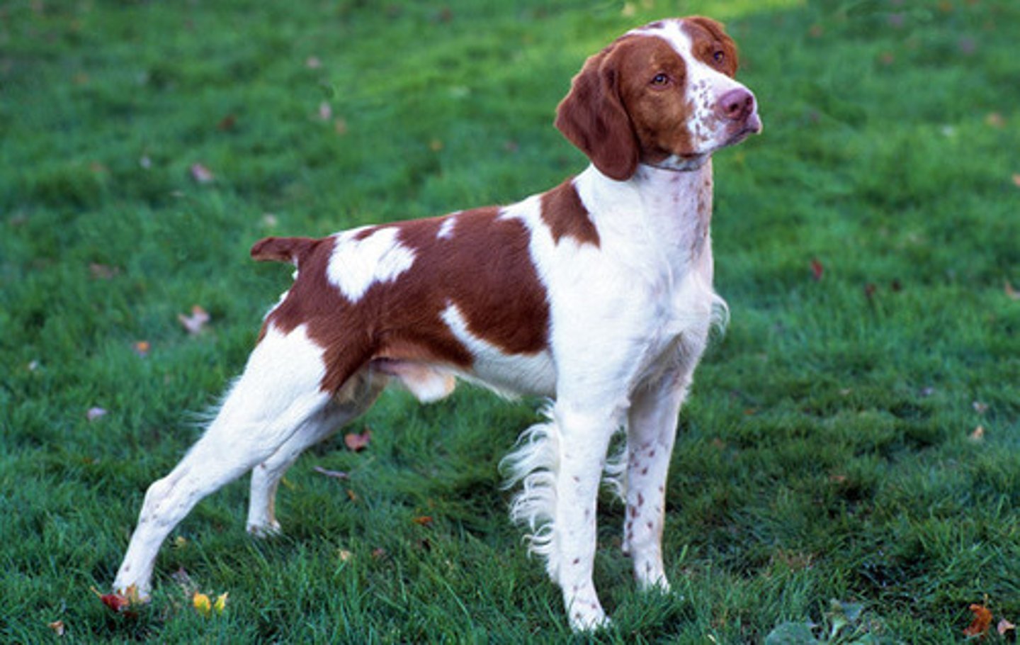<p>What breed of dog has been reported to have a C3 deficiency?</p>