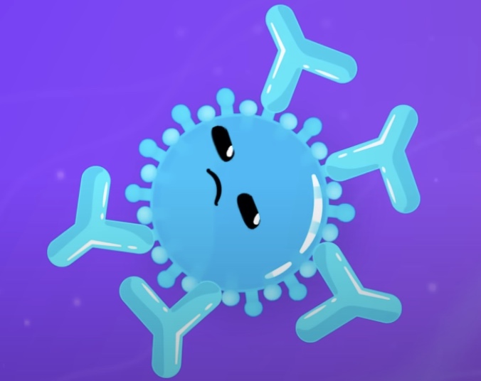 <p><strong>antibodies </strong>will <span style="color: blue"><strong>bind to </strong></span>the <strong>antigen </strong></p>