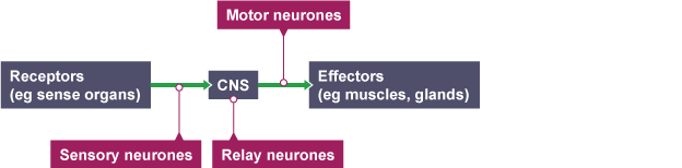 Diagram of how information flows from receptors to effectors in the nervous system