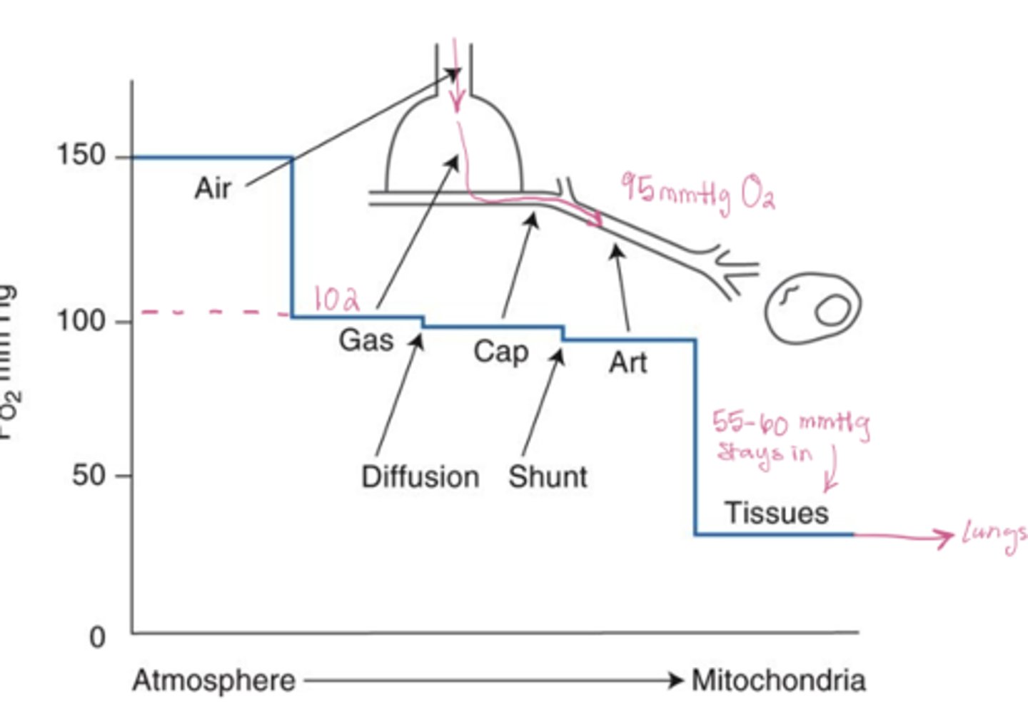 <p>pulmonary shunt (some venous blood mixes wit oxygenated blood) causes a minor V/Q mismatch in lungs</p>