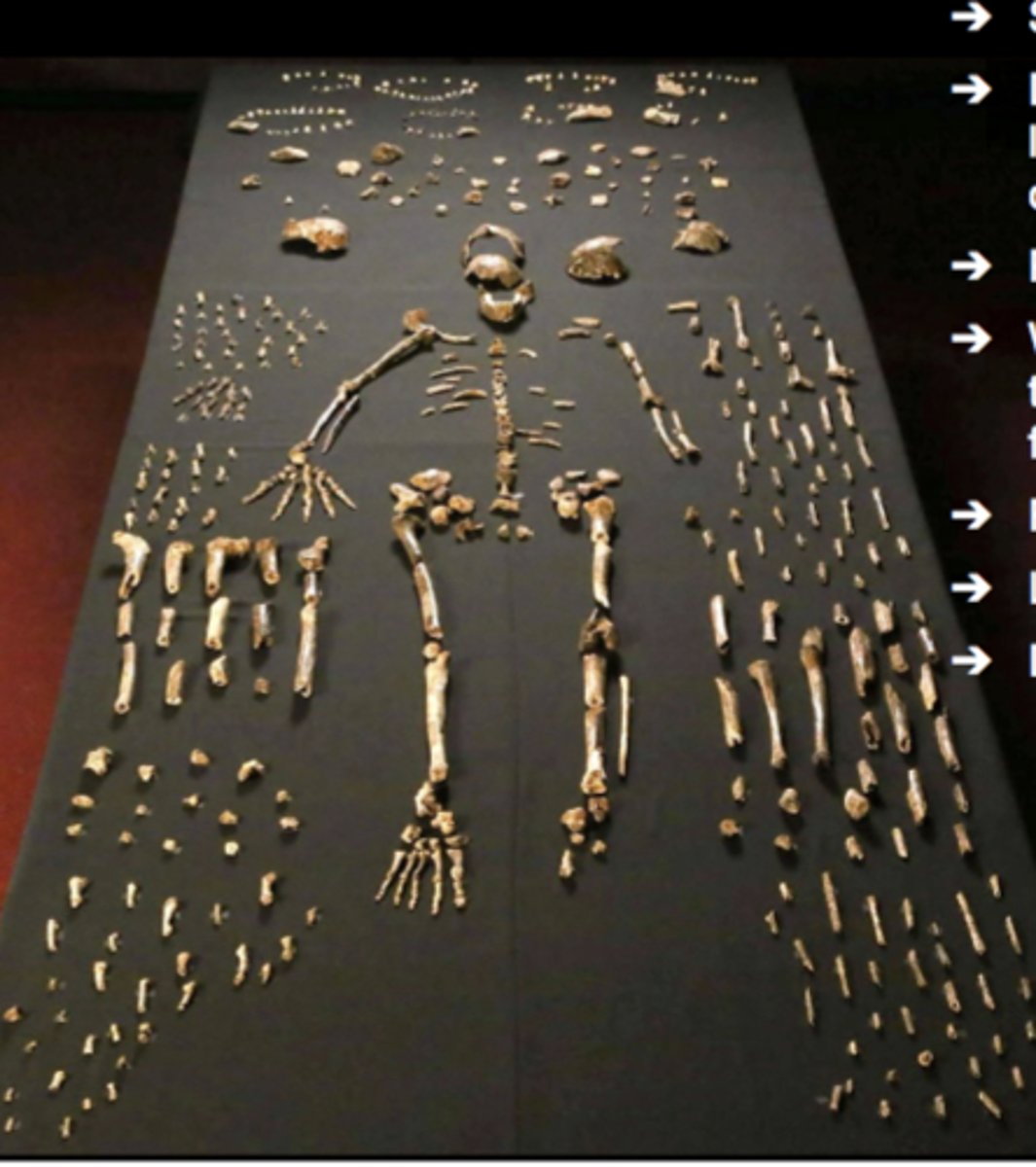 <p>2013 South Africa, no date, body mass + stature = suggests small body</p>