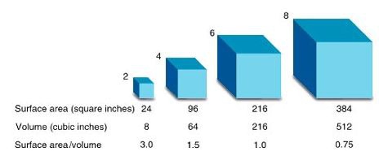 <p>Ratio of a cell's outside surface area to its internal volume</p>