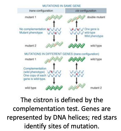 <p>test that determines whether two mutations are alleles of the same gene</p><ol><li><p>cross two different recessive mutations that have the same phenotype</p></li><li><p>determine whether the wild-type phenotype can be produced</p></li><li><p><span style="font-family: Google Sans, arial, sans-serif; color: rgb(77, 81, 86)">if the mutations are in the same gene then there will be no complementation (mutation shows). if there is complementation=WT phenotype is expressed that means the alleles are on different genes</span></p></li></ol>