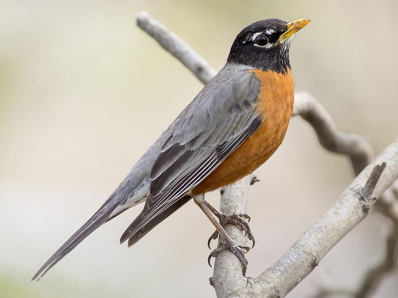 <p>Large thrush; gray back, brick-red breast, white vent patch; common lawn forager.</p>