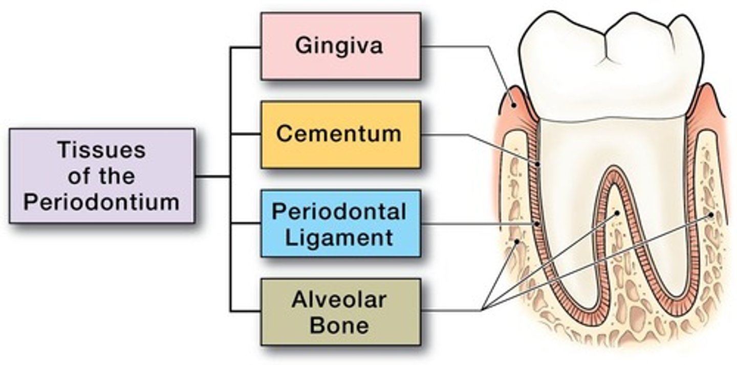 <p>the supporting tissue around each tooth: Gingival Unit (Free,Attached, Alveolar Mucosa,) Cementum, Periodontal Ligament, Bone</p>