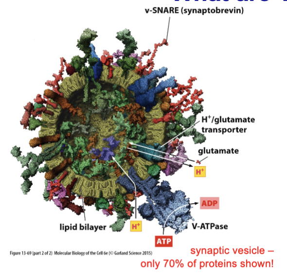 <p>small, spherical, liquid-filled, membrane-enclosed structures. They move proteins and other molecules between compartments</p><p>“ball of protein (inside + in membrane) held together by a bit of membrane (lipid bilayer)”</p>