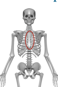 <p>thin flat slightly curved </p><p>sternum, scapulae’s, ribs and most skull bones </p>