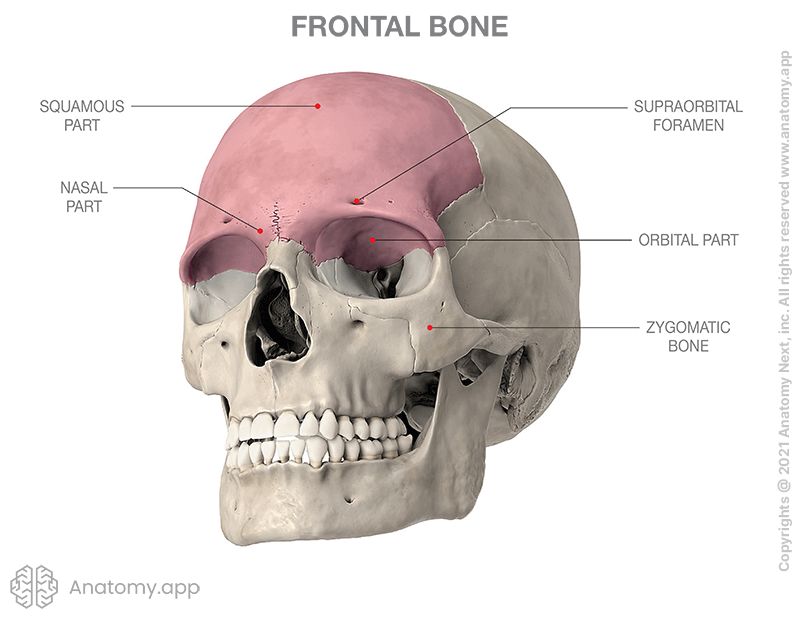 <p>Form forehead, roofs of orbits, most of anterior part of cranial floor</p><p>Parts:</p><p>Frontal Squama: Scalelike plate forming forehead</p><p>Supraorbital Margin: Thicker bone around orbits</p><p>Supraorbital foramen: hole medial to midpoint of supra orbit margin</p><p>Frontal sSinuses: Deep to frontal squama</p><p>Left and right united by metopic suture that disappears by 6-8 years</p>