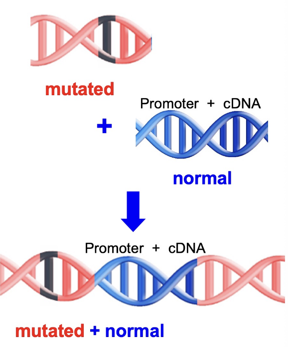 <p>Gene addition</p>