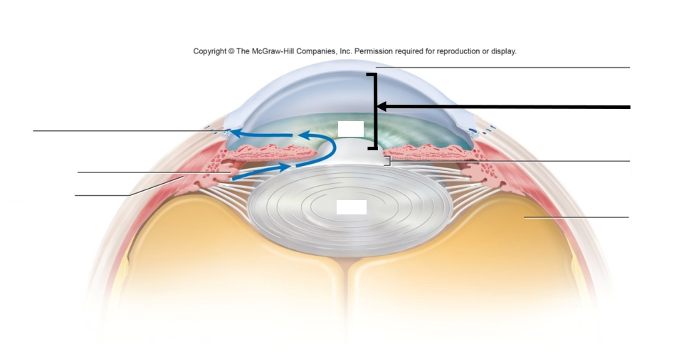 <ul><li><p>Posterior chamber - from lens to iris</p></li><li><p>Anterior chamber - from iris to cornea</p></li><li><p>Blue arrows</p></li></ul><p></p>