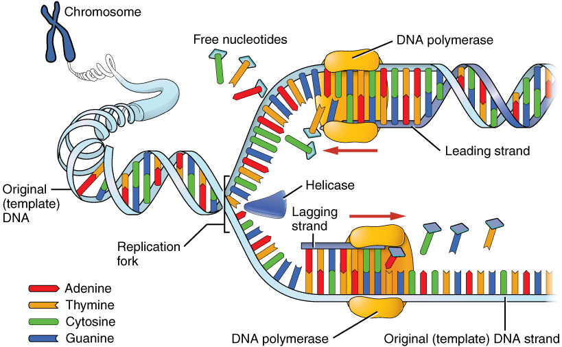 <p><span><span>Why can nucleotides line up automatically during replication?</span></span></p>