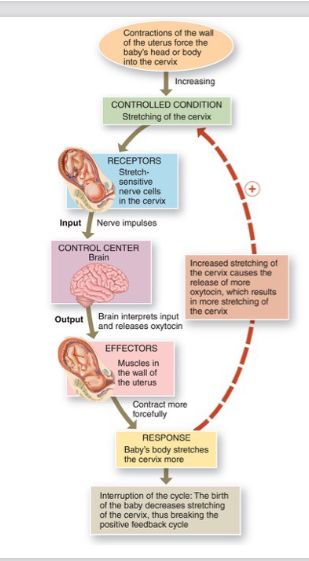 <p>contractions during labour</p>