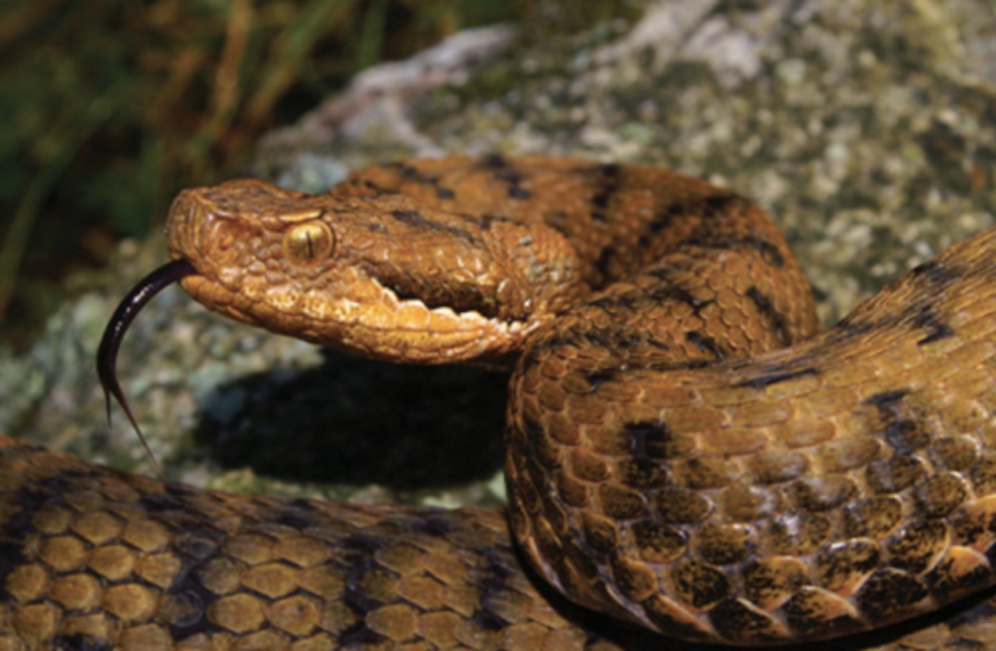 <p>It contains enzymes that affect the cardiac system and muscle control of prey.</p>