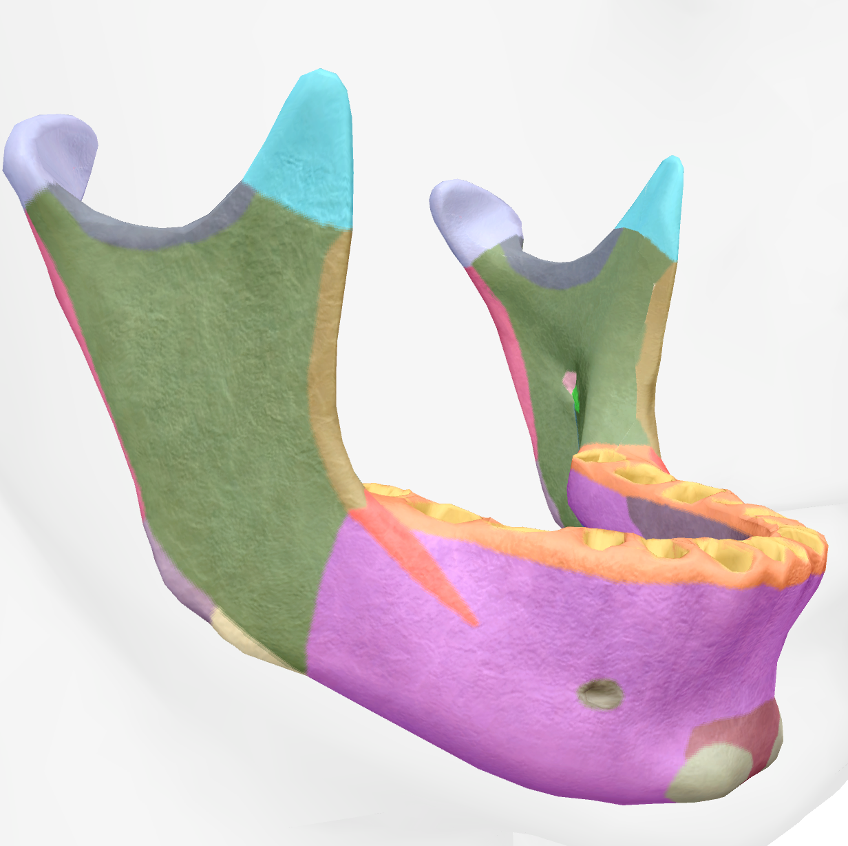 <p>tip of the oblique line of the ramus of the mandible </p><p>anterior projection </p>