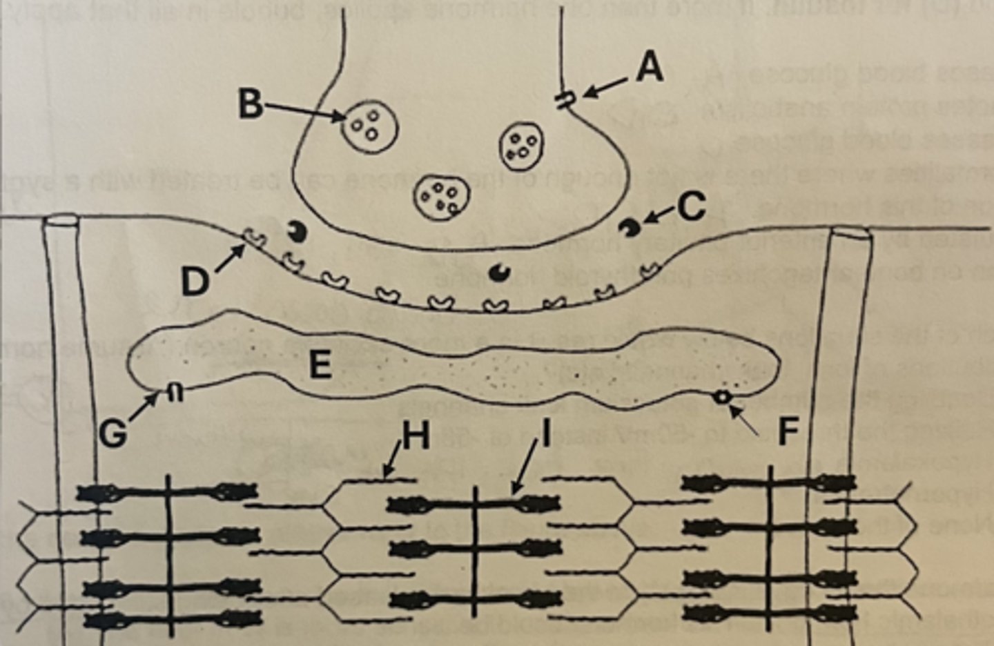 <p>DHP receptor</p>
