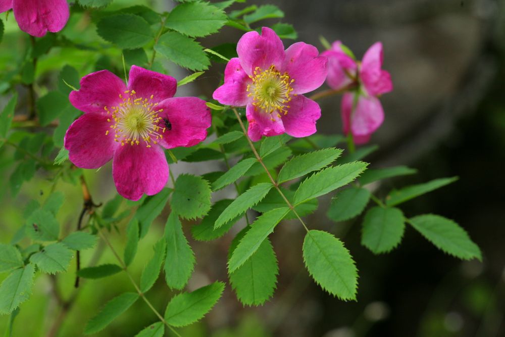 <p>Wildrose, HundsrosE</p>