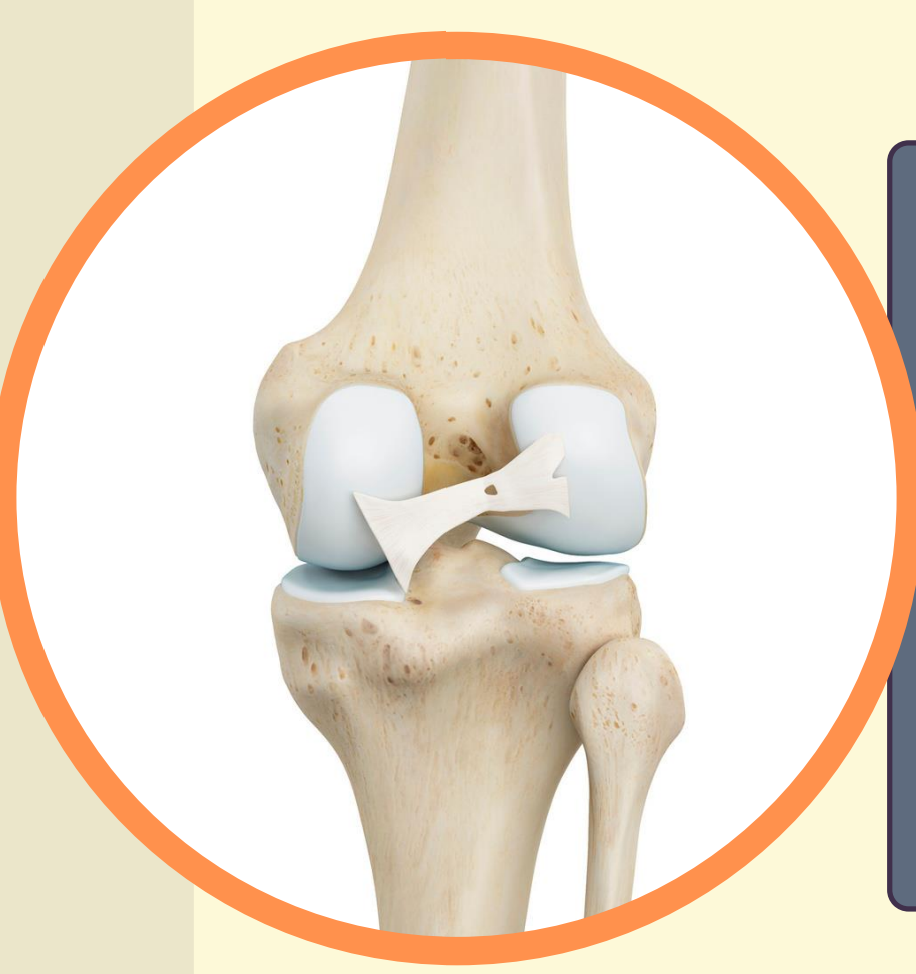 <p>ligaments </p>