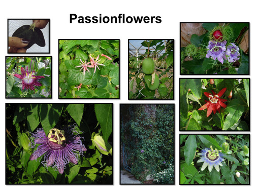 <p>Passionflower [Passifloraceae]</p>