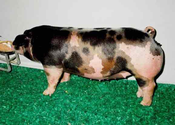 <p>This breed is from Indiana. They have drooping ears and are white with black spots. Their coloring should be 50% white and 50% black</p>