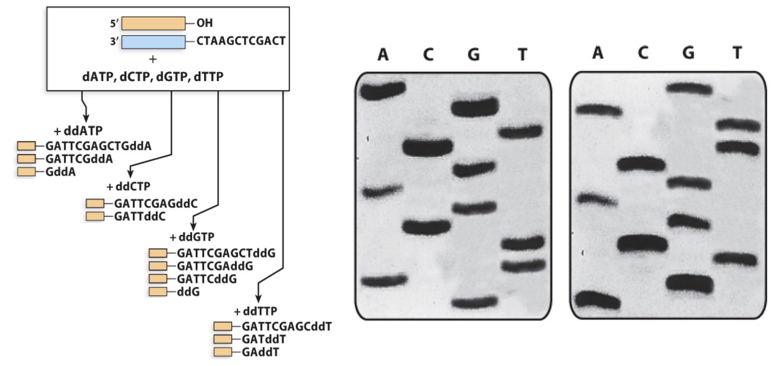 <p>Which gel is the product of the Sanger sequencing shown here</p><p>a) left </p><p>b) right </p>