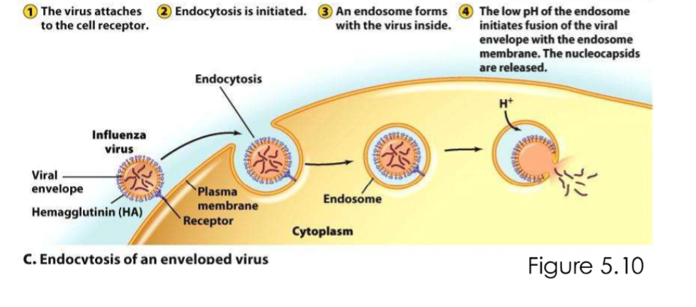 <p>Virus attaches to cell receptor</p>