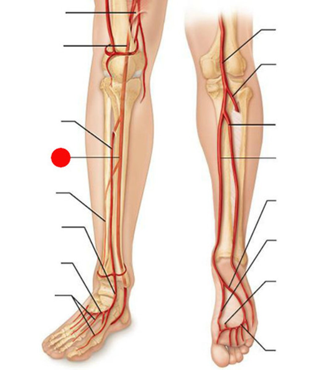 <p>- Runs between the superficial and deep posterior muscle groups</p><p>- Terminates in foot</p><p>- Supply blood to deep posterior leg</p>