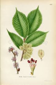 <p>ulmus glabra </p>